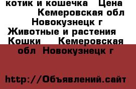 котик и кошечка › Цена ­ 3 000 - Кемеровская обл., Новокузнецк г. Животные и растения » Кошки   . Кемеровская обл.,Новокузнецк г.